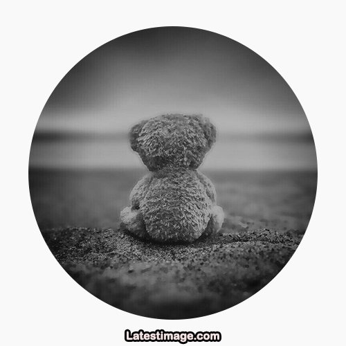 Teddy WhatsApp Dp