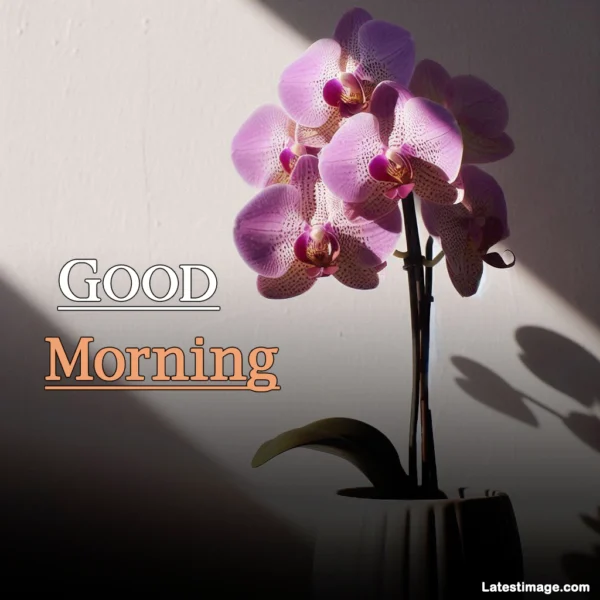 Beautiful Morning Flower Image