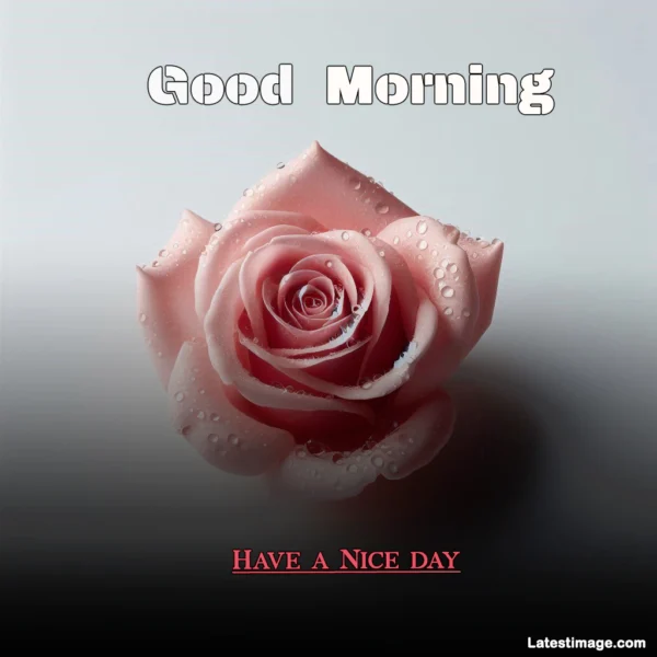 Download Special Good Morning Image