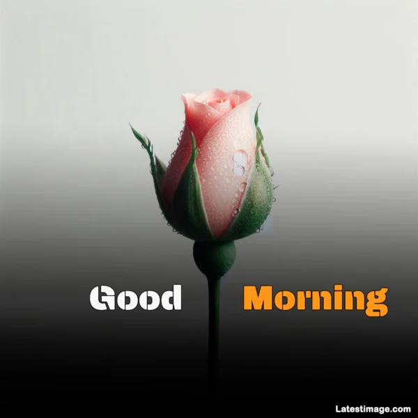 Free Good Morning Picture