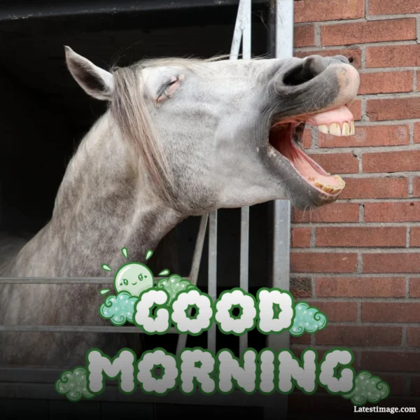 Good Morning Donkey Funny Image