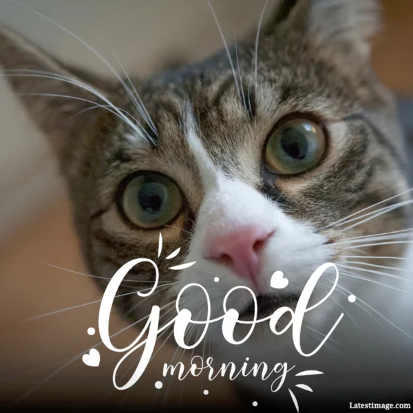 Good Morning Funny Cat Image