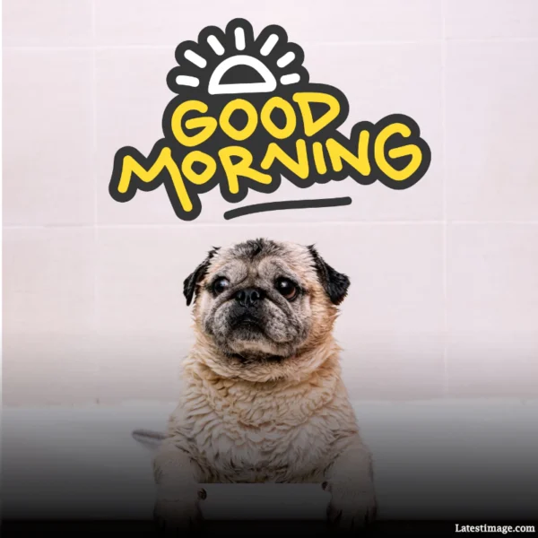 Good Morning Funny Dog Image